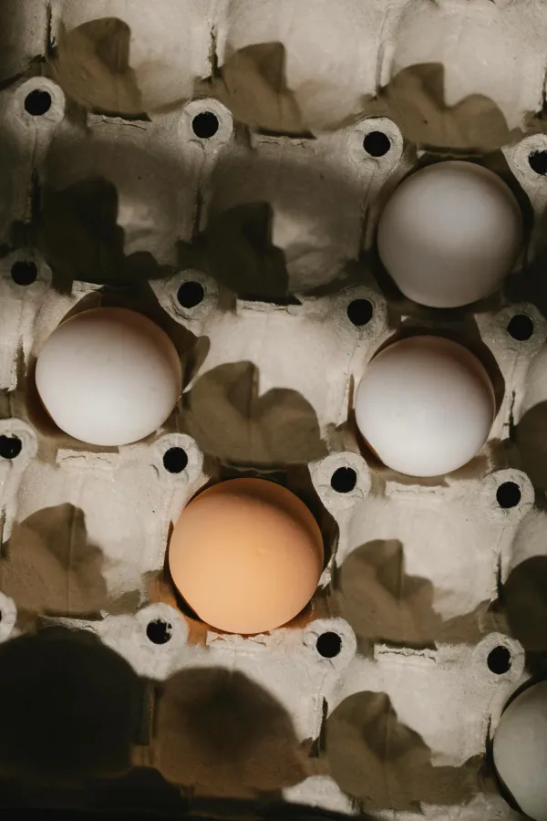 Huevos ecológicos de Aragón Arvipirineos