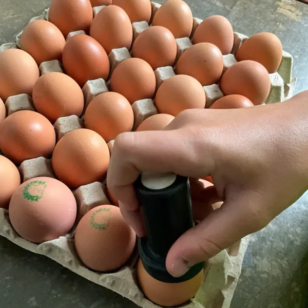 Yema naranja de huevo ecológico Arvipirineos